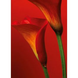 Tapet Red Calla Lilies W+G