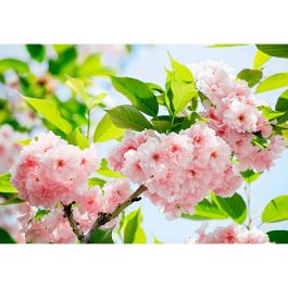 Tapet Sakura Blossom W+G