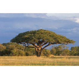 Tapet Acacia Tree Dimex