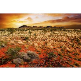 Tapet Australian Landscape Dimex
