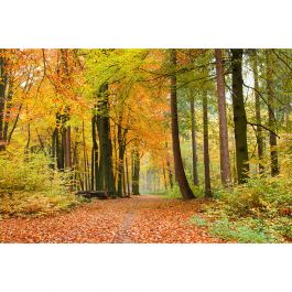 Tapet Autumn Forest Dimex