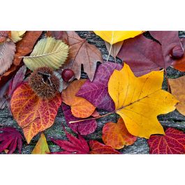 Tapet Autumn Leaves Dimex