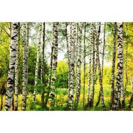 Tapet Birch Forest Dimex