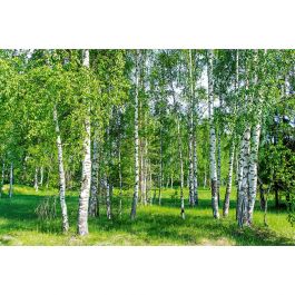 Tapet Birch Grow Dimex