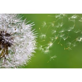 Tapet Blowing Dandelion Dimex