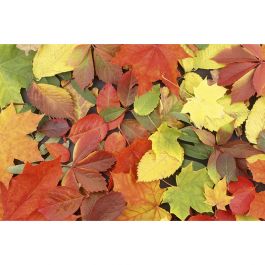 Tapet Colourful Leaves Dimex