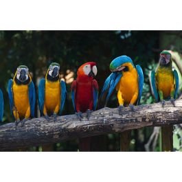 Tapet Colourful Macaw Dimex