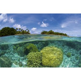Tapet Coral Reef Dimex