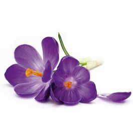 Tapet Crocus Dimex