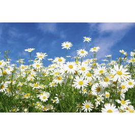 Tapet Daisies Dimex