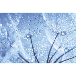 Tapet Dandelion Water Drops Dimex