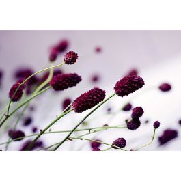 Tapet Floral Violet Dimex