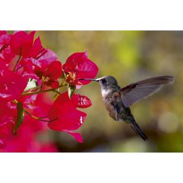 Tapet Hummingbird Dimex