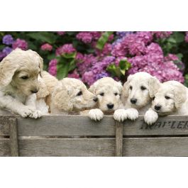 Tapet Labrador Puppies Dimex