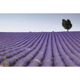 Tapet Lavender Field Dimex