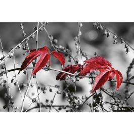 Tapet Red Leaves On Black Dimex