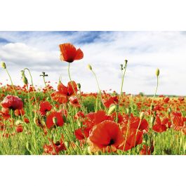 Tapet Red Poppies Dimex