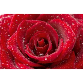 Tapet Red Rose Dimex