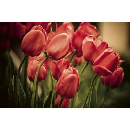 Tapet Red Tulips Dimex