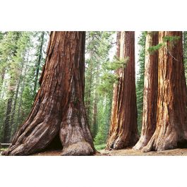 Tapet Sequoia Dimex