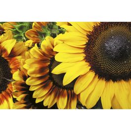 Tapet Sunflowers Dimex