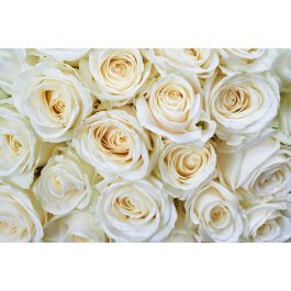 Tapet White Roses Dimex