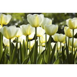 Tapet White Tulips Dimex