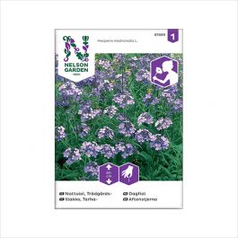 Fröpåse Nattviol, Trädgårds-, violett